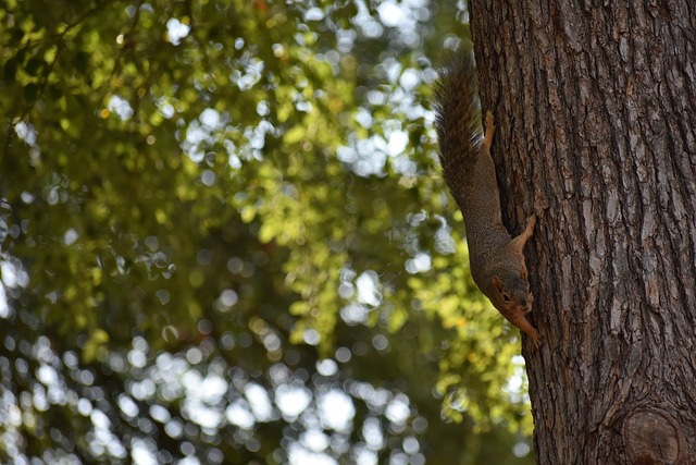 名宿：尼科-帕斯像托蒂，他是意甲最好的球员理应回皇马效力